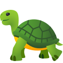 🐢