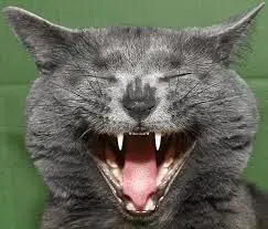 gato sonriente.webp