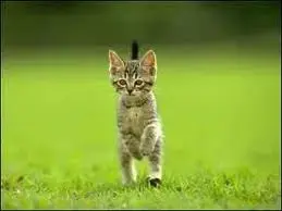 gato bipedo.webp
