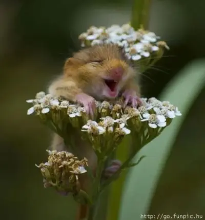 joy.webp