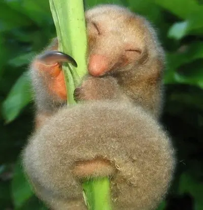 l-Silky-ant-eater.webp