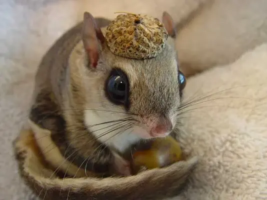 squirrel-in-a-nutshell-big.webp