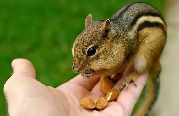 Cute-Squirrel-pictures-47.webp