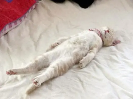 gatos 1.webp