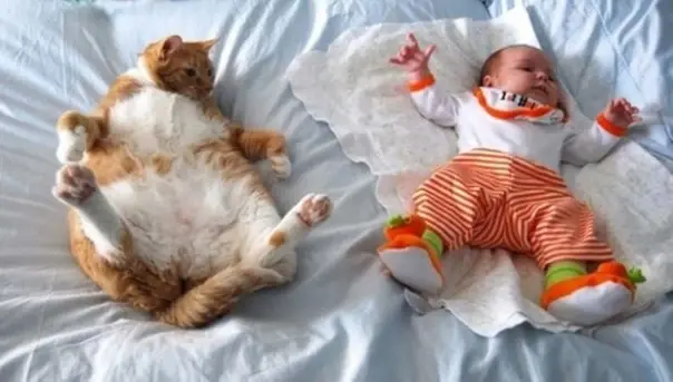 gatos 3.webp