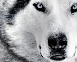 lobo.webp
