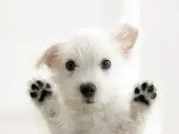 imagesIFCSDTHE.webp