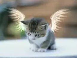 imagesGNG0SC4M.webp