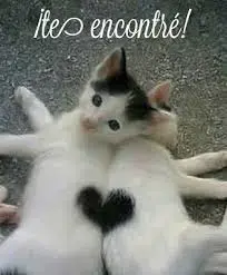 gatos.webp