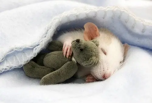 fotos-de-animales-durmiendo-ratita-dormilona.webp