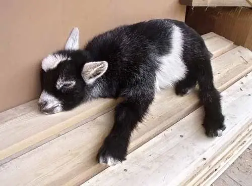 fotos-de-animales-durmiendo-bebe-cabra-cabritillo.webp
