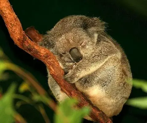 fotos-de-animales-durmiendo-koala-en-el-arbol.webp