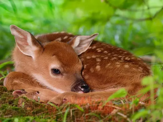 fotos-de-animales-durmiendo-cervatillo.webp