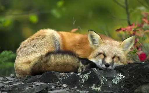 fotos-de-animales-durmiendo-zorro-rojo.webp