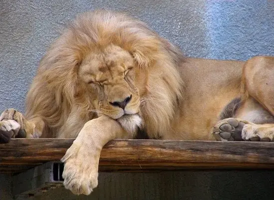 fotos-de-animales-durmiendo-leon-rey-de-la-selva.webp