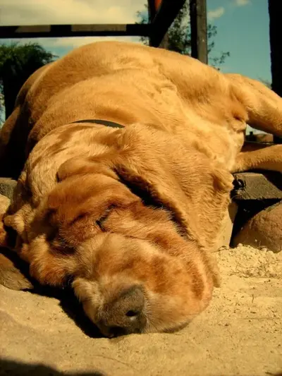 fotos-de-animales-durmiendo-perro.webp