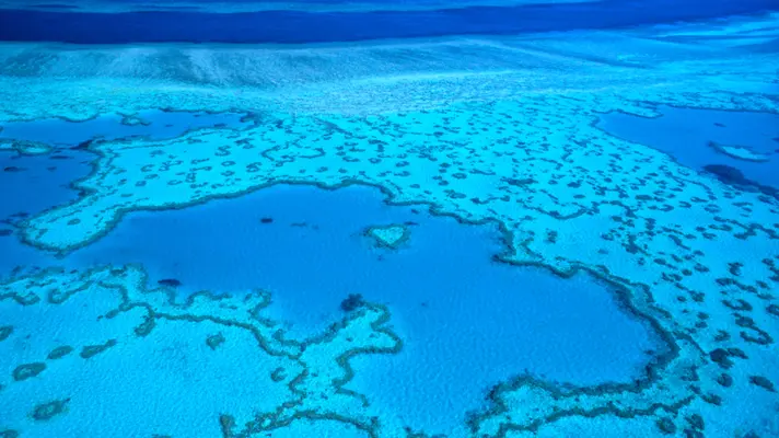 reef.webp