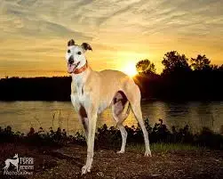 imagesQXQ2YGRH.webp