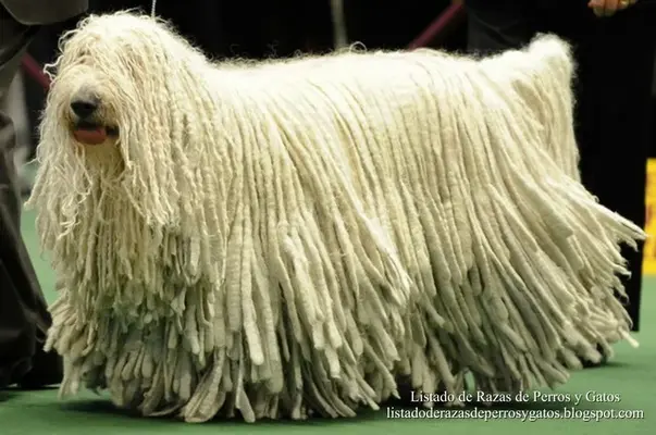 Komondor%u00252520%u00252528Hongaarse%u00252520herdershond%u0025252C%u00252520Komondorok%u002...webp
