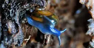 1 caracolazul.webp