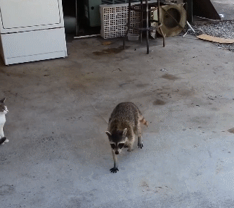 iJSI1iVcMv6Q6.gif