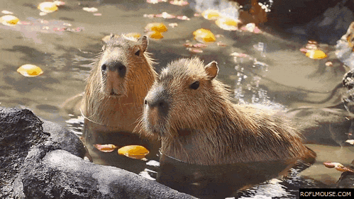 animal-gifs-meanwhile-with-two-cappys.gif