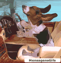 orejas al viento.gif