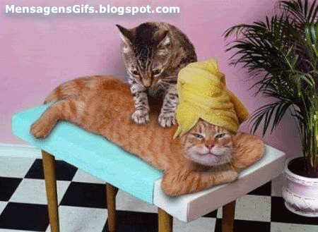 masagem gatinho.gif