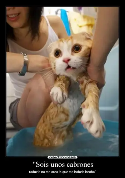 Gatomojado_1.webp