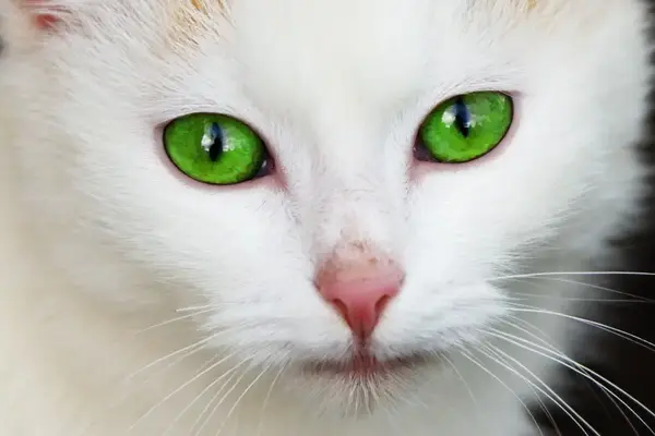 12065