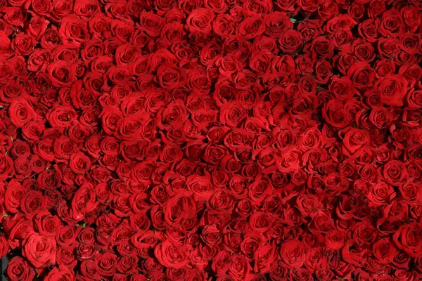 background-roses-rouges.webp