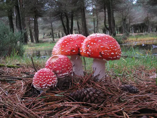 Amanita muscaria-2.jpg