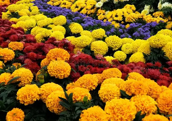 1584096210895.webp