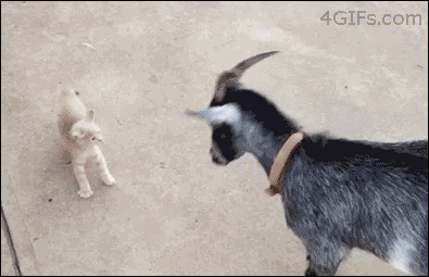 46d6615cb8112ec0fdcd8705a86c8802.gif