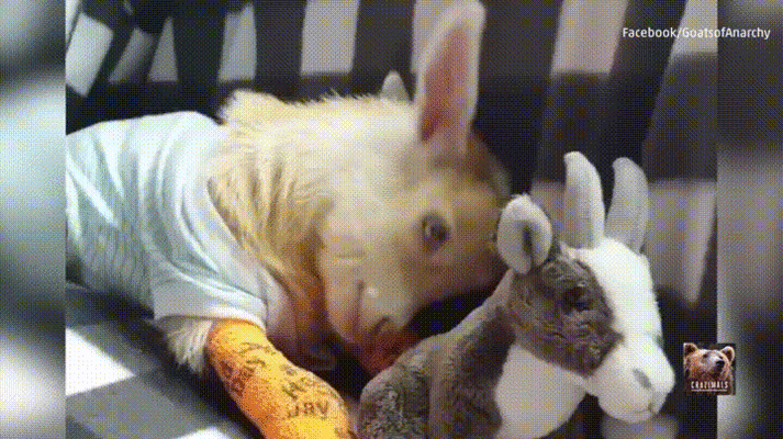 giphy (2).gif