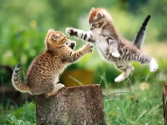 1596229806792.webp