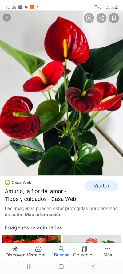 Screenshot_20201017-130909_Google.webp