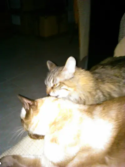 IMG-20140826-WA0024.webp