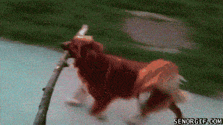 tumblr_lstco2rqIu1qigfjto1_400.gif