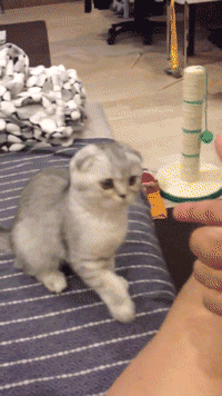 tumblr_milikllFNC1rt9hgro1_250.gif
