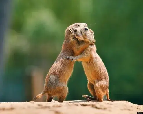 abrazo bixets.webp