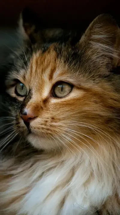 Senior Cats_ The Basics Of Proper Care And What To Expect - CatTime.jpeg.webp