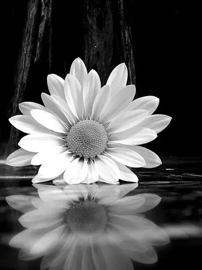 a13d66c3cb6901af406b14b7dbc73d17--ansel-adams-photography-reflection-photography.webp