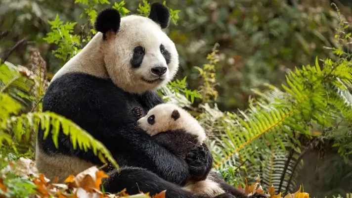born-china.webp