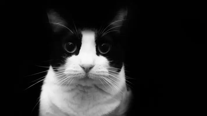 Gato-blanco-y-negro.webp