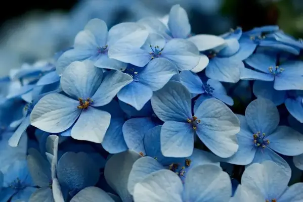 1684720578337.webp