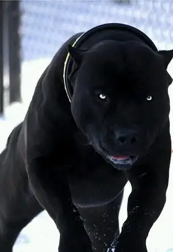 HD-wallpaper-pit-bull-black-dog-dogs-pitbull-thumbnail.webp