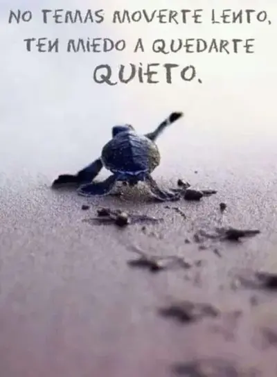 949ff4f230e2c1c7a7ff78f9909ab56f-500x679.webp