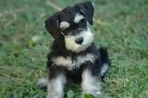 miniature-schnauzer.webp