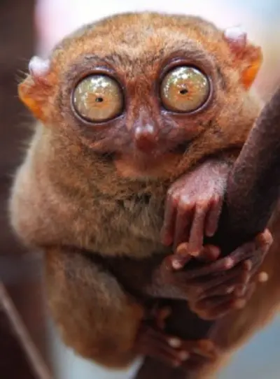 tarsier_desa.webp